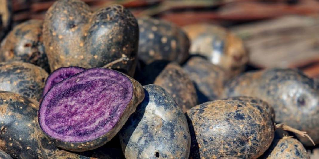 Sağlıklı beslenmenin yeni trendi! Normal patatesin yerini alıyor, krala layık sebze sofralara dönüyor:İşte mor patates faydalaro 5